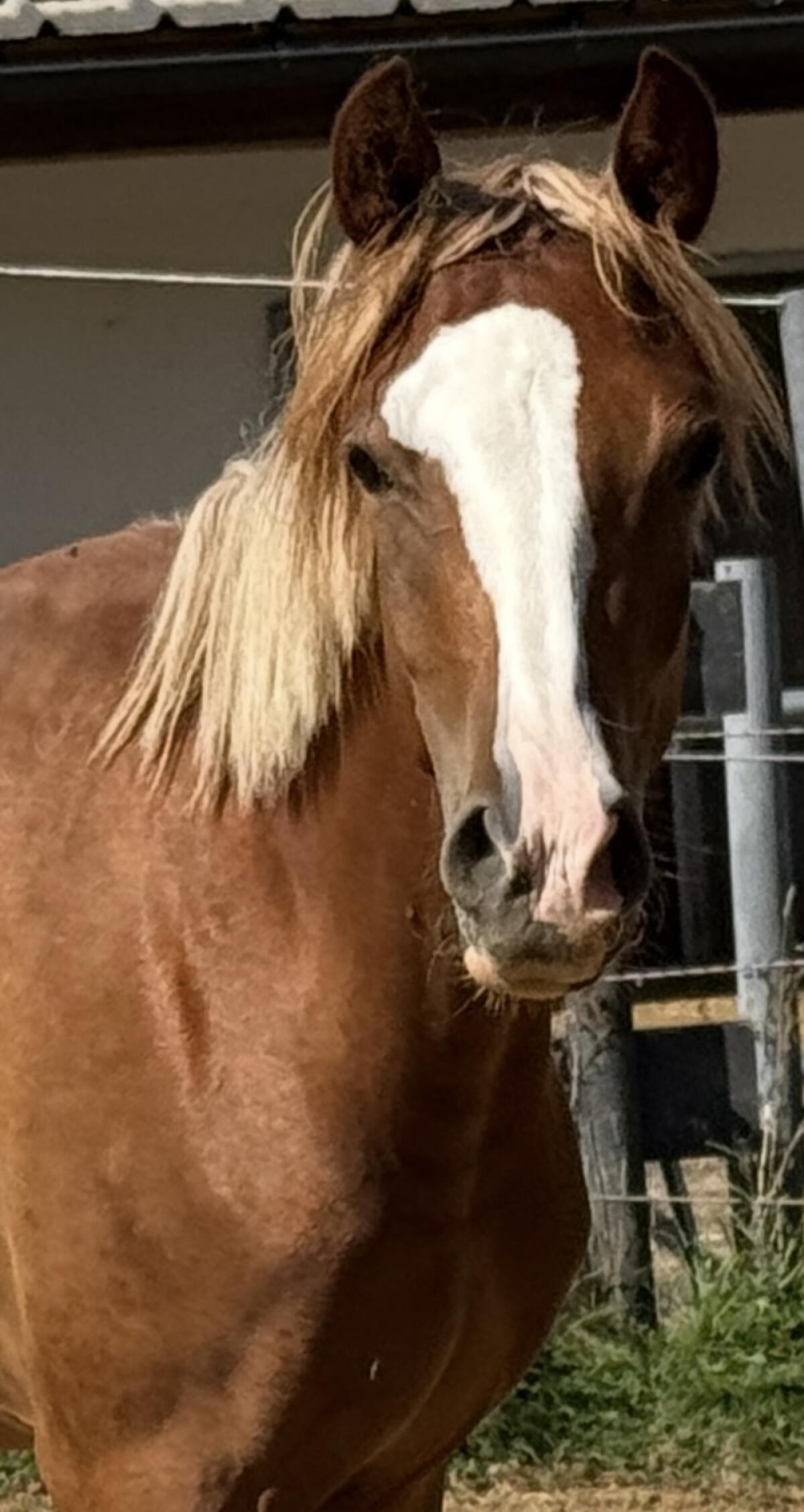 Chice Reitpony-Jungstute, 2-jährig 3