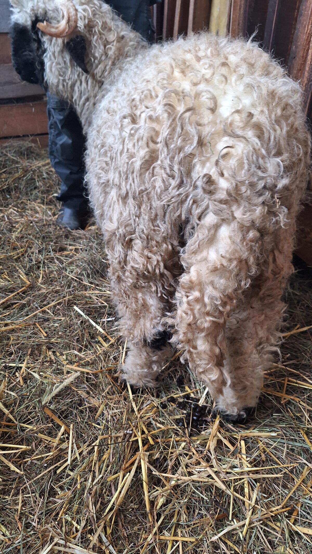 Verkaufe Schwarznasenlamm 2