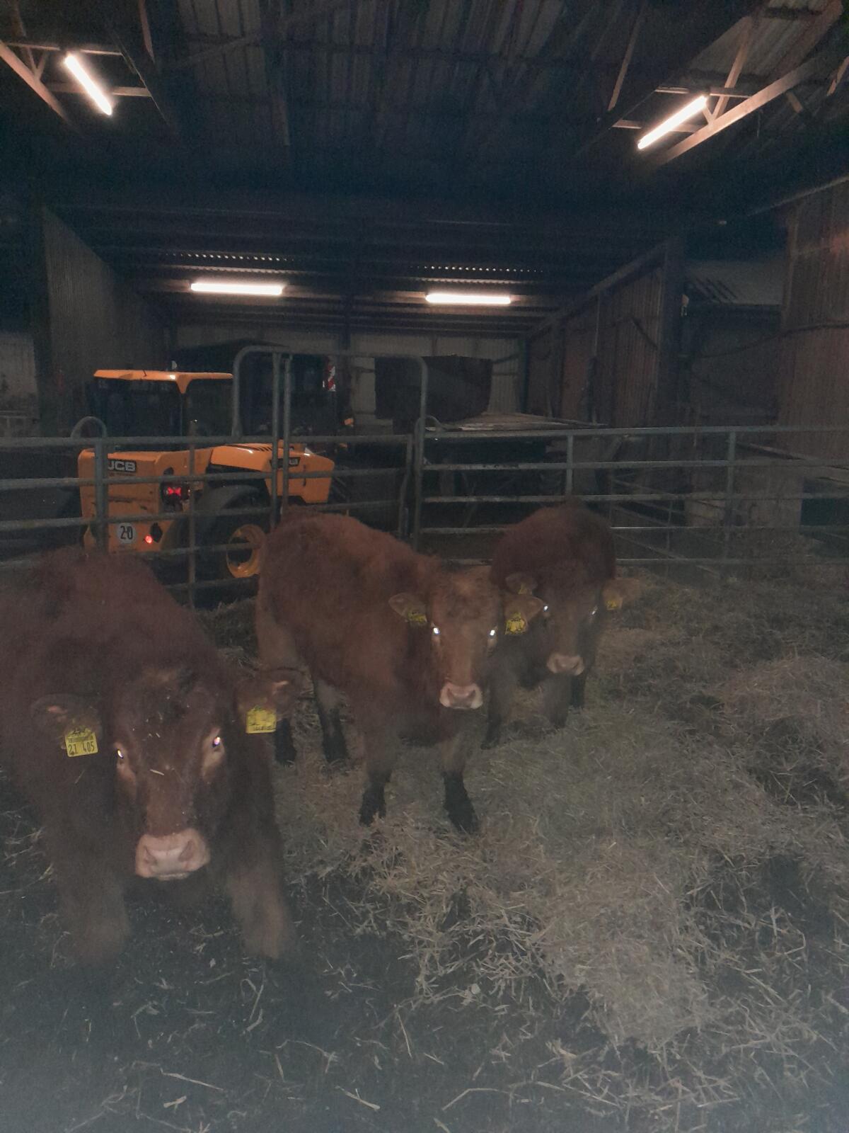 Limo Absetzer wbl. 3