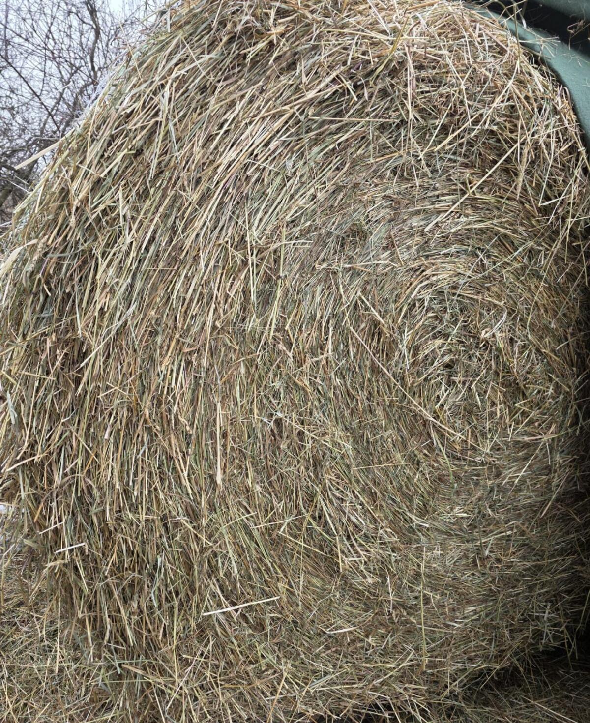 4 Rundballen Heu von 2025 3