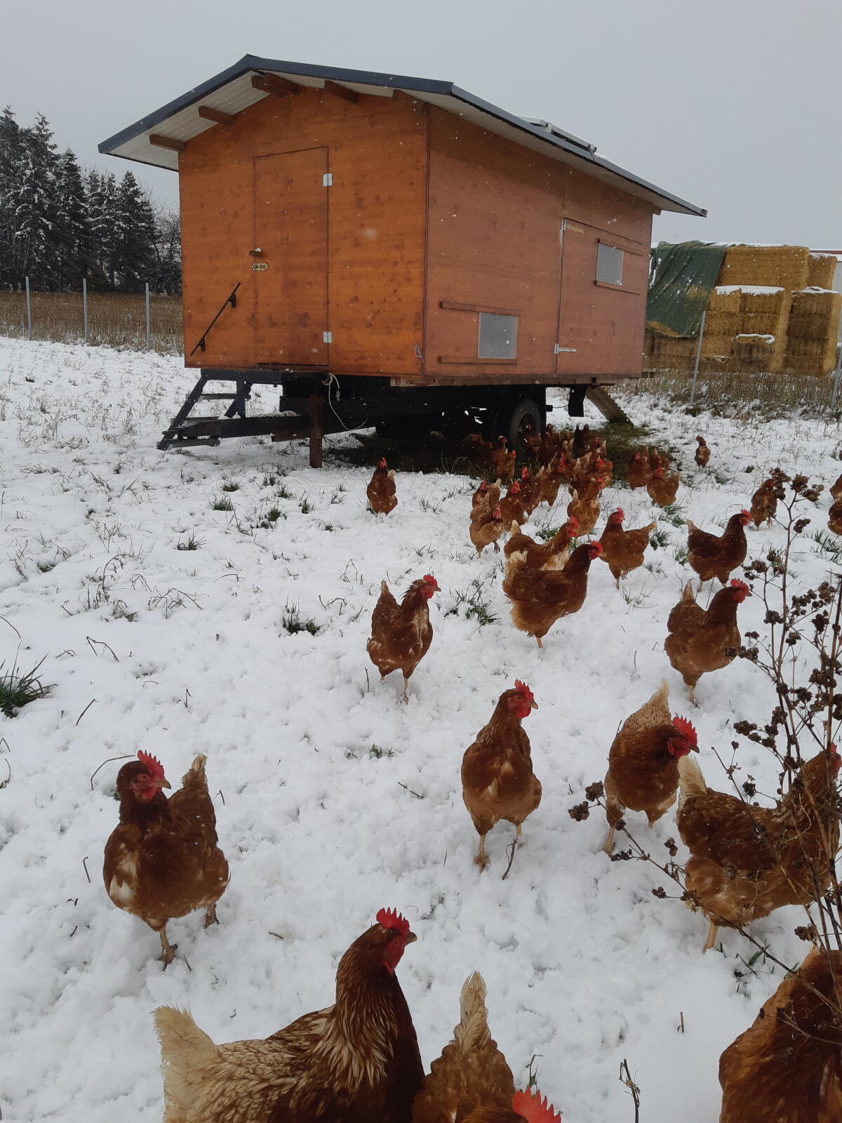 Mobiler Hühnerstall 2