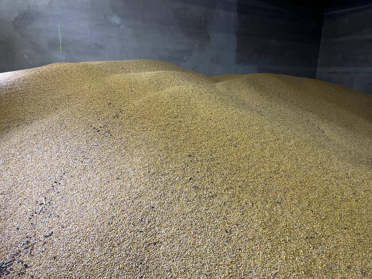 Verkaufe Körnermais 2