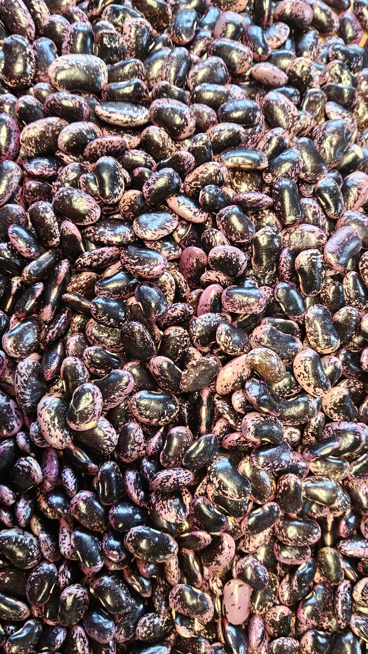 Steirische Käferbohnen g. U. oder als Saatgut, Ernte 2025 2