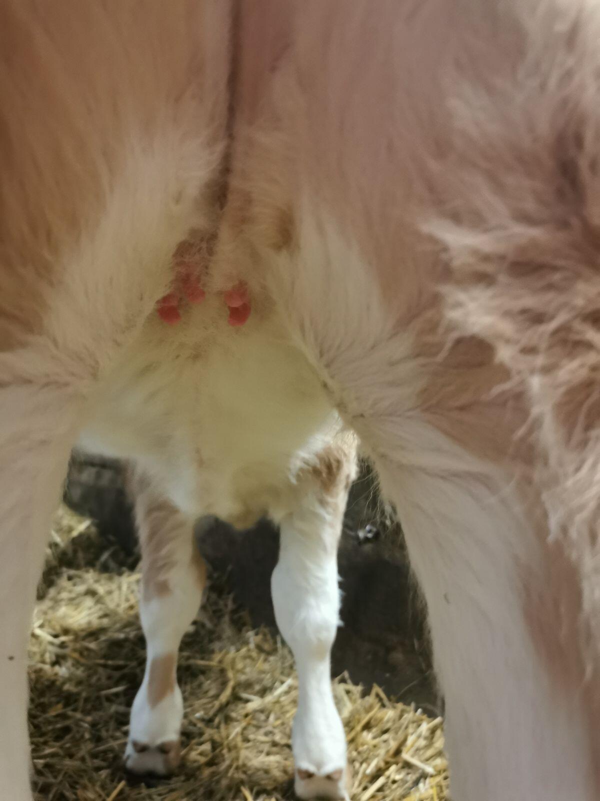 Fleckvieh-Zuchtkalb 2