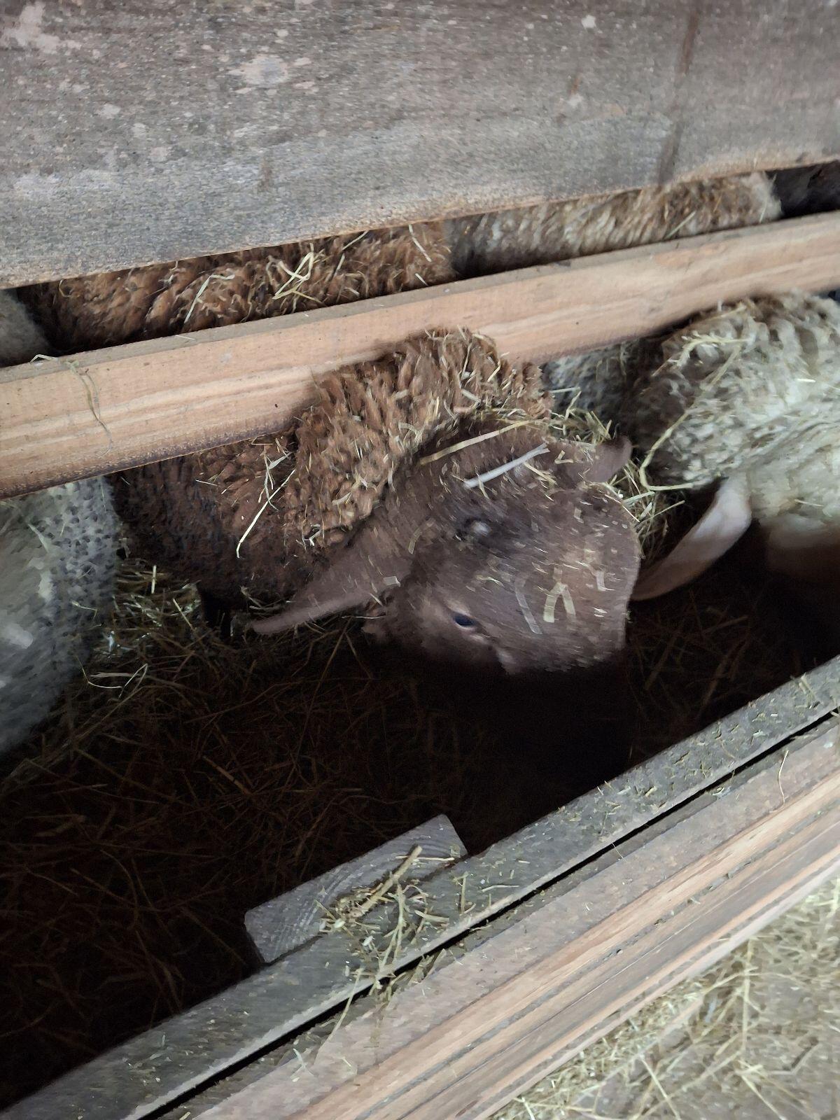 Verkaufe Jura Schaf Widder 2