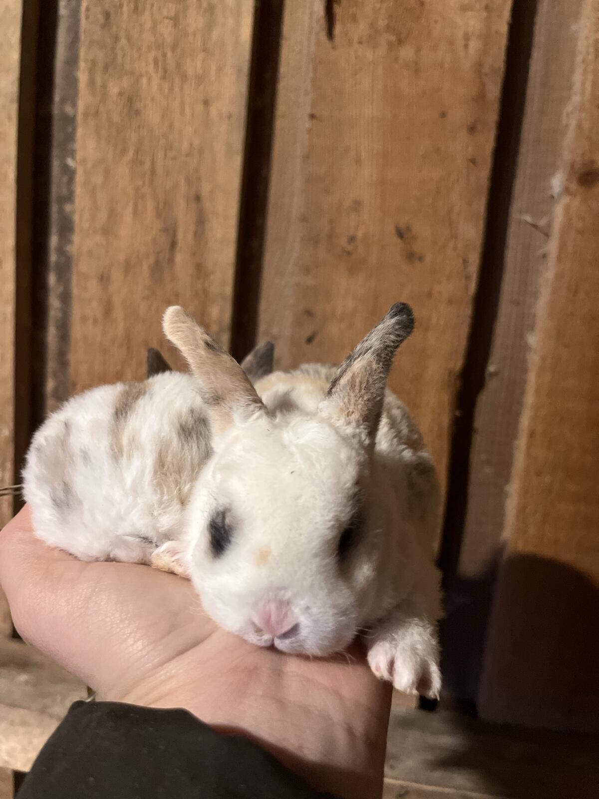 Zwerg Rex Widder, Rexkaninchen, Zwergwidder, Hase, Rammler 3