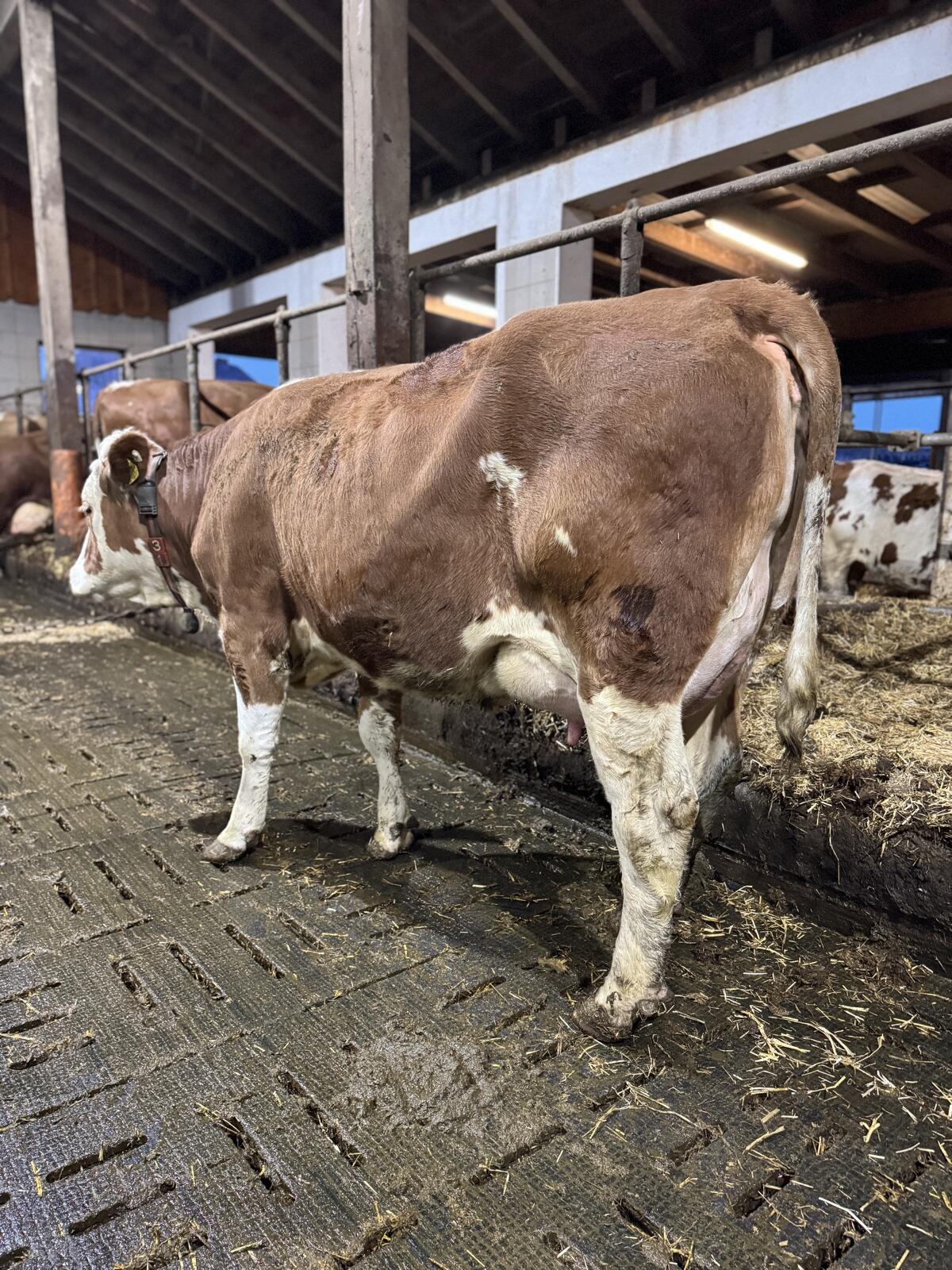 Fleckviehzuchtkuh aus dem Betrieb Moitzi in Obdach 2