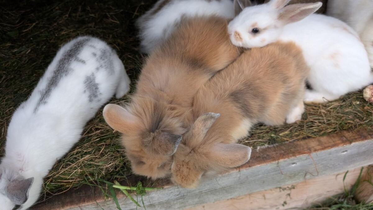 Löwenkopf Zwergkaninchen laufend zu verkaufen 2