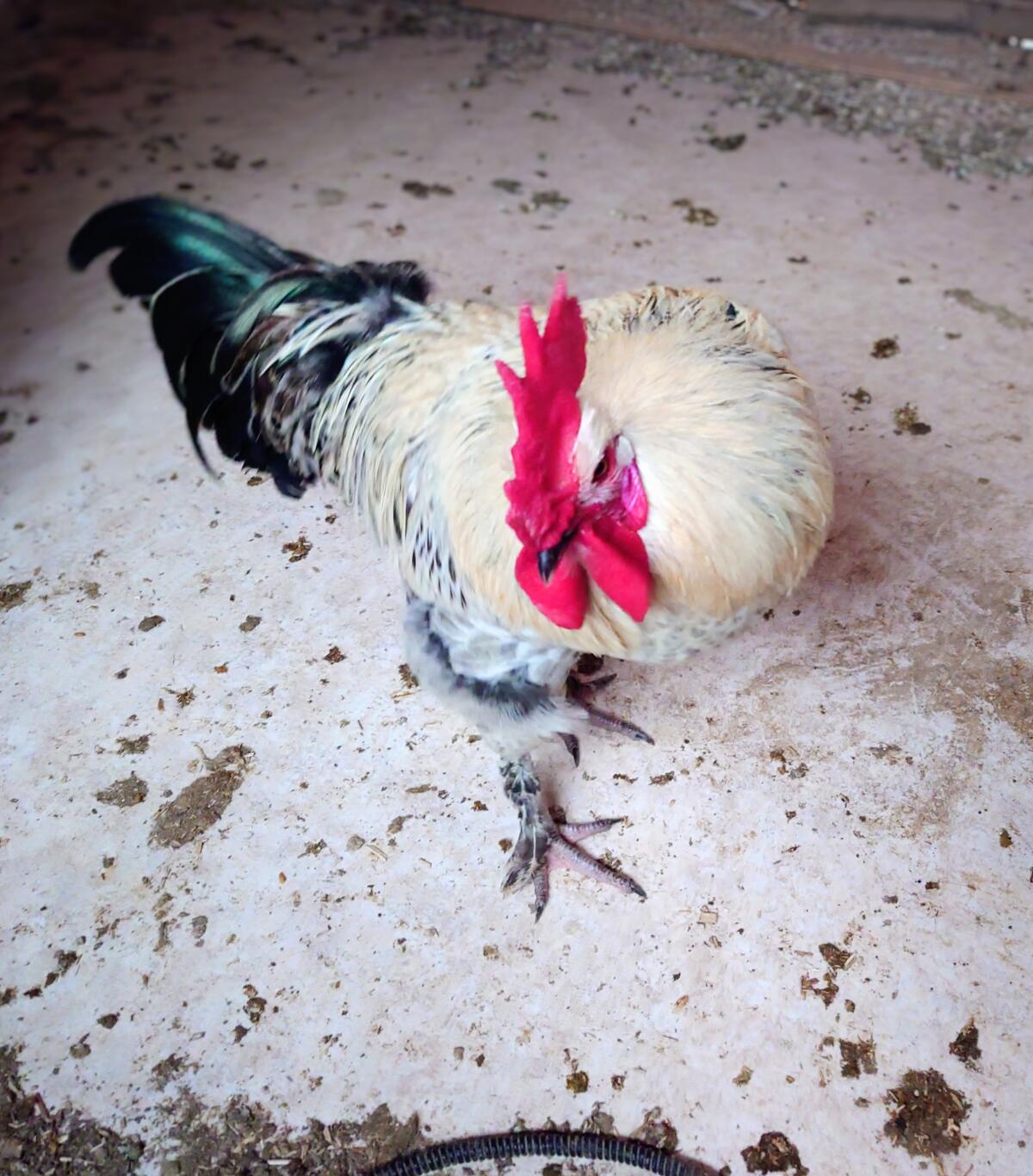 Brakel/Marans Mixhahn zu vergeben 3