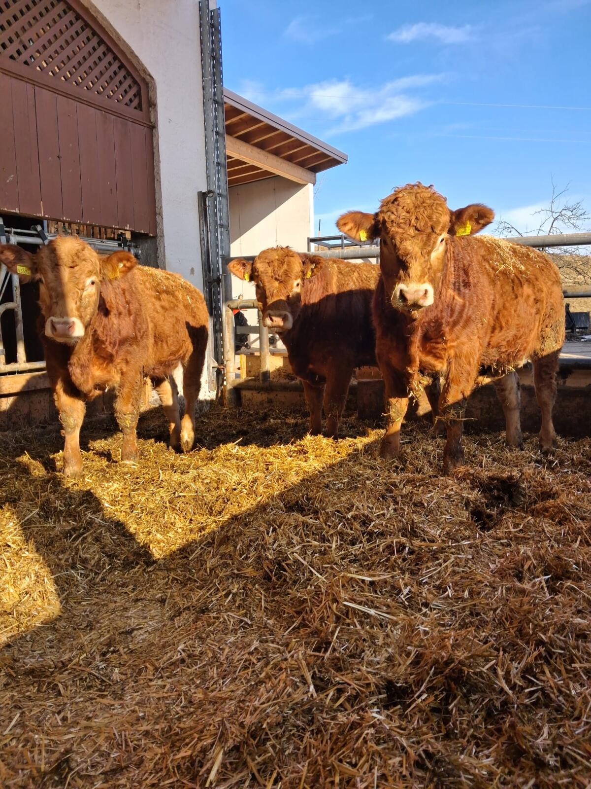 Limousin Sprungstiere 2