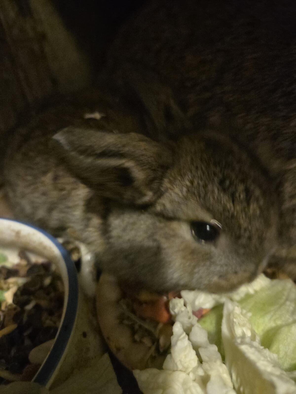 Süße Osterhaserl (Minilops) zu vergeben 2