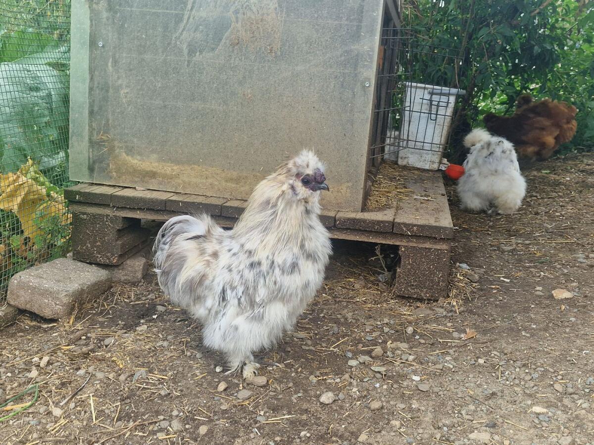 Bruteier Seidenhühner 3