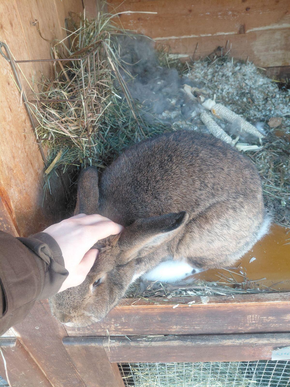 Junge Kaninchen/Blaue Wiener 3