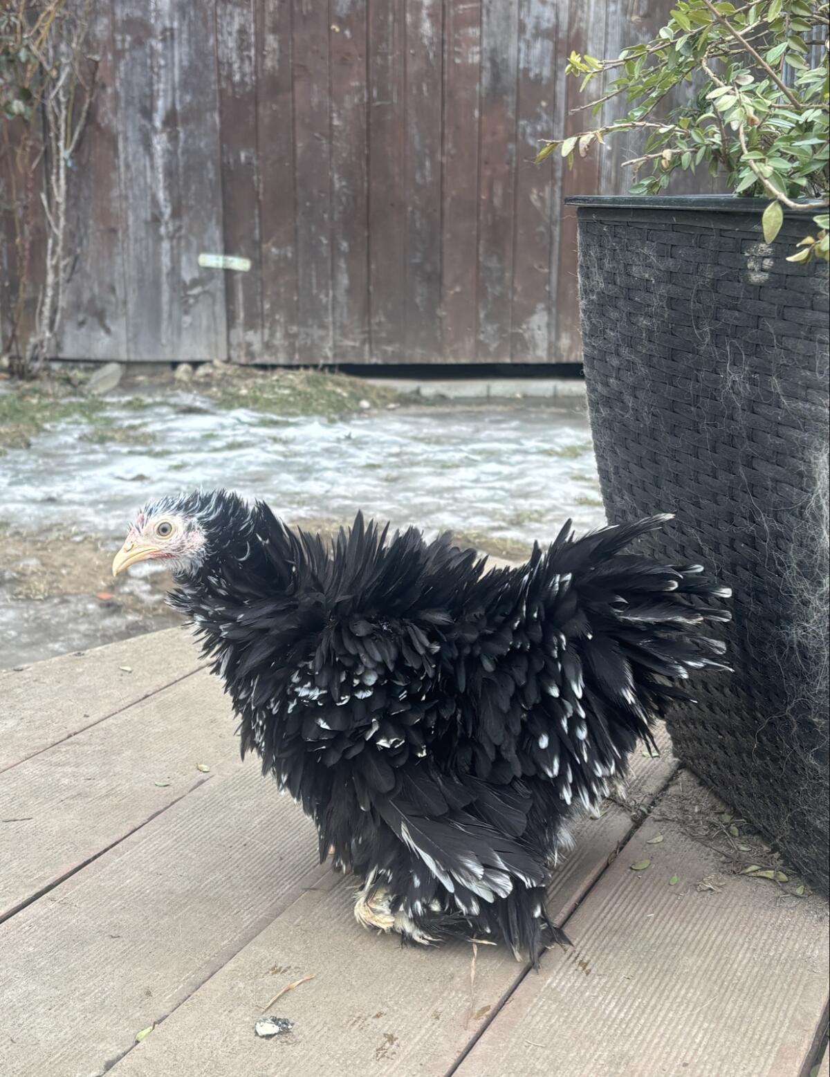 Rassehühner, Zwerg Cochin, Zwerg Haubenhühner, Zwerg Wyandotten 2