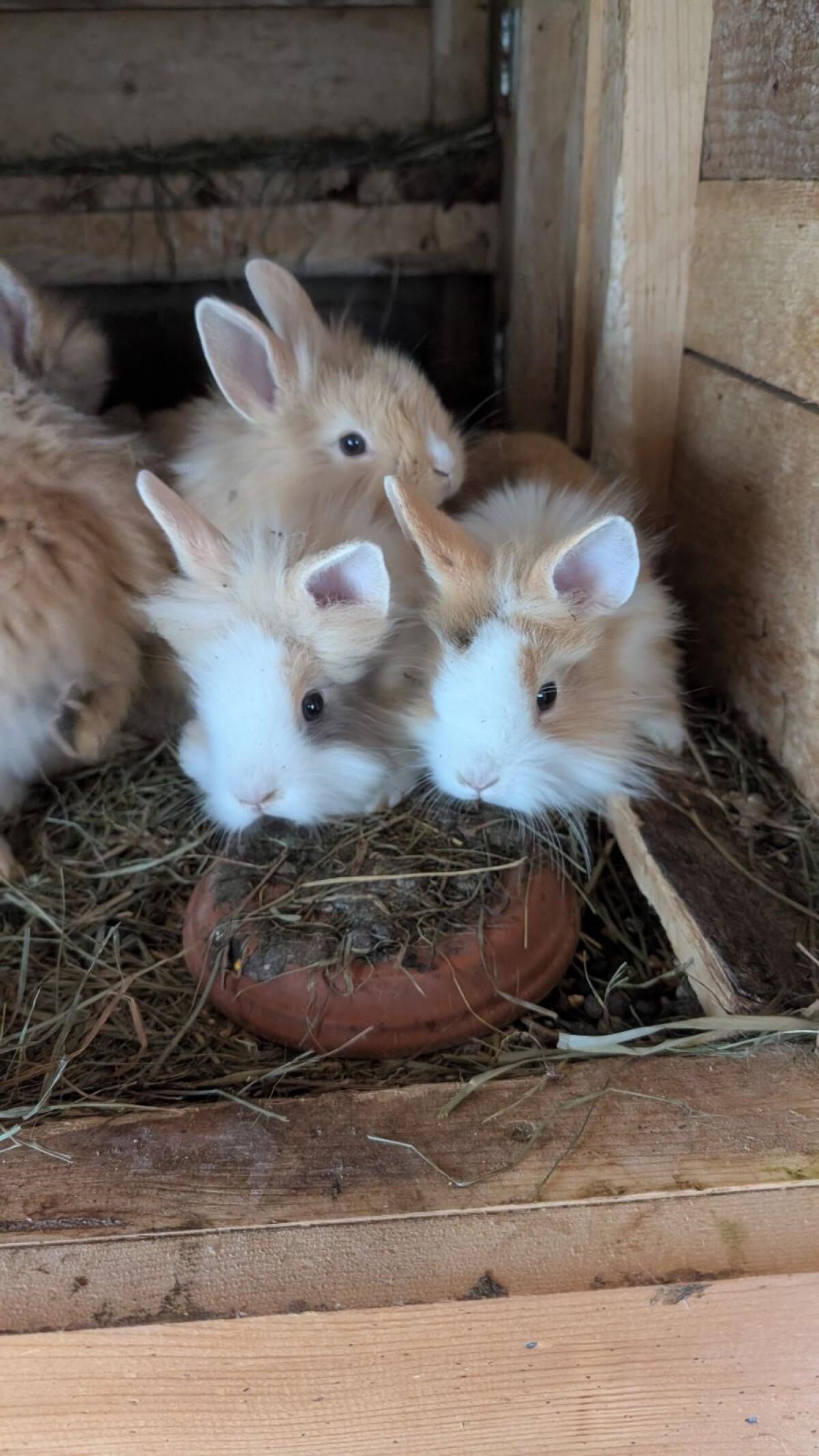 Zwergkaninchen laufend in allen Farben 2
