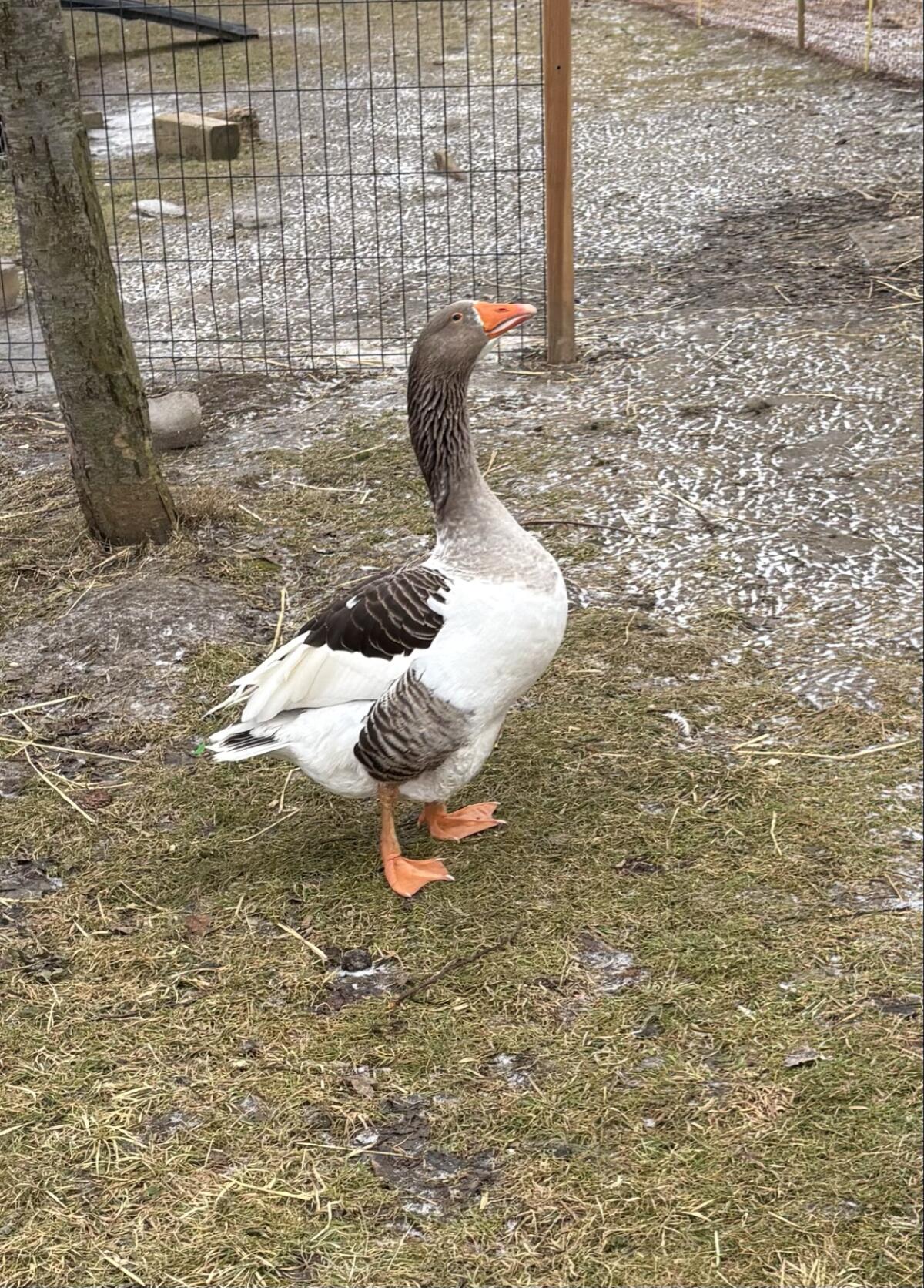 Ganter (Pommerngans) 3