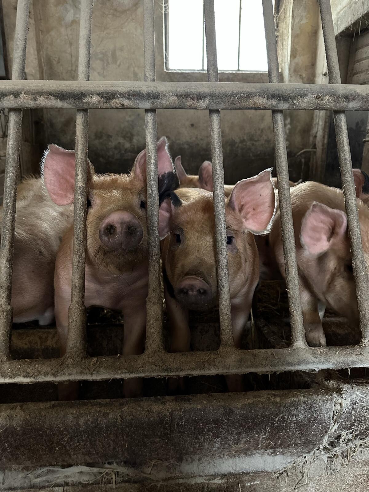 Duroc x Pietrain Ferkel 3