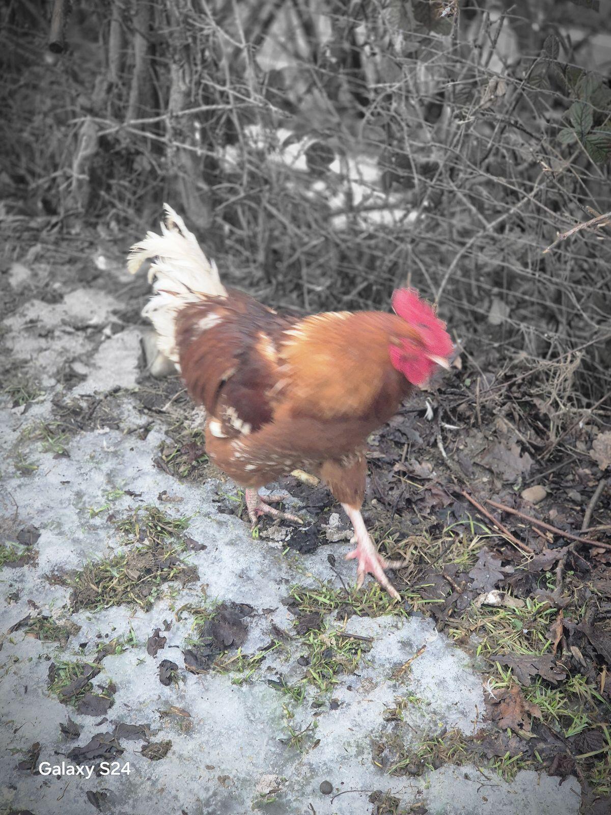 Hahn zu verschenken 2