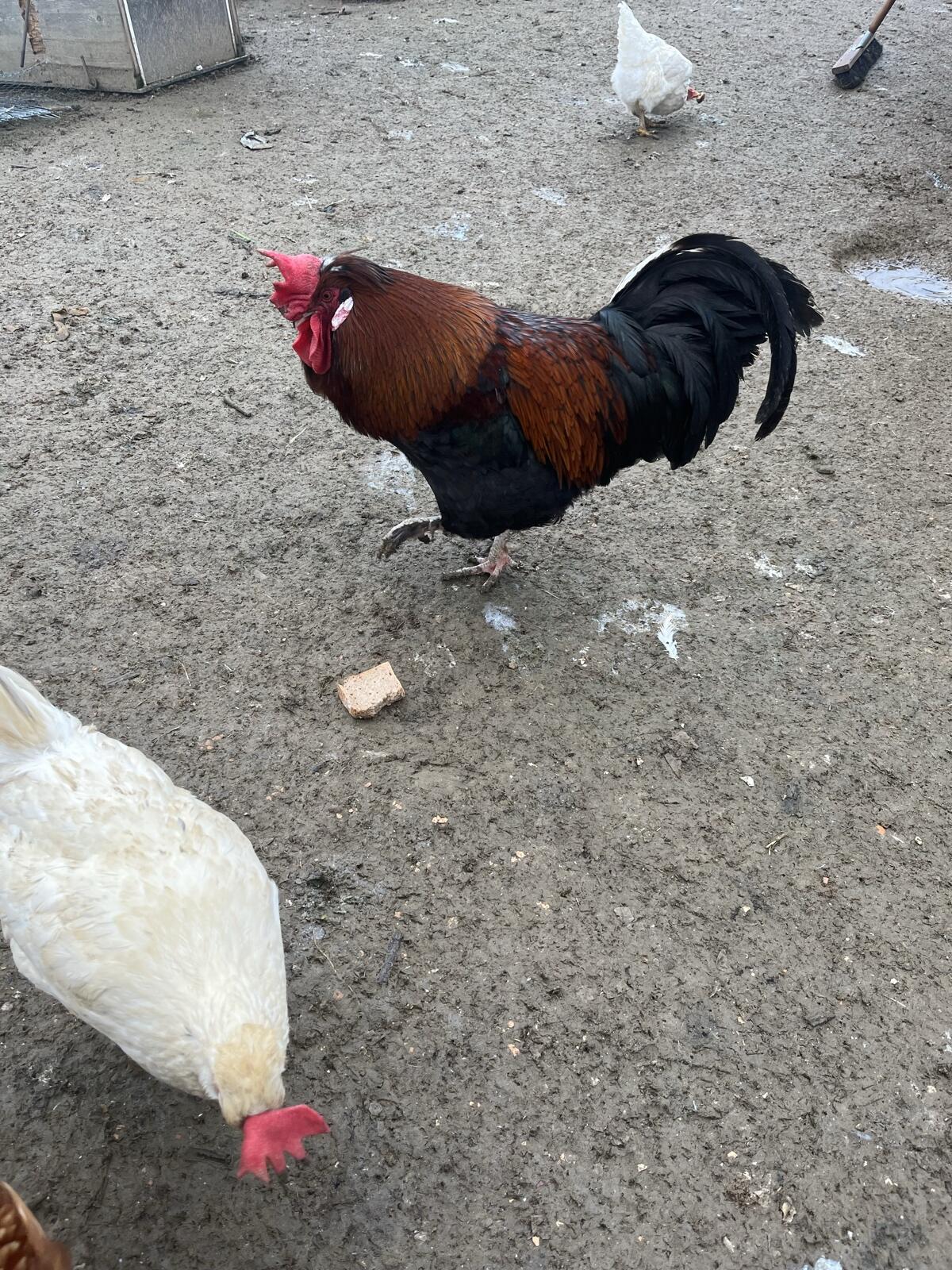 Hühnertruppe zu verkaufen 2