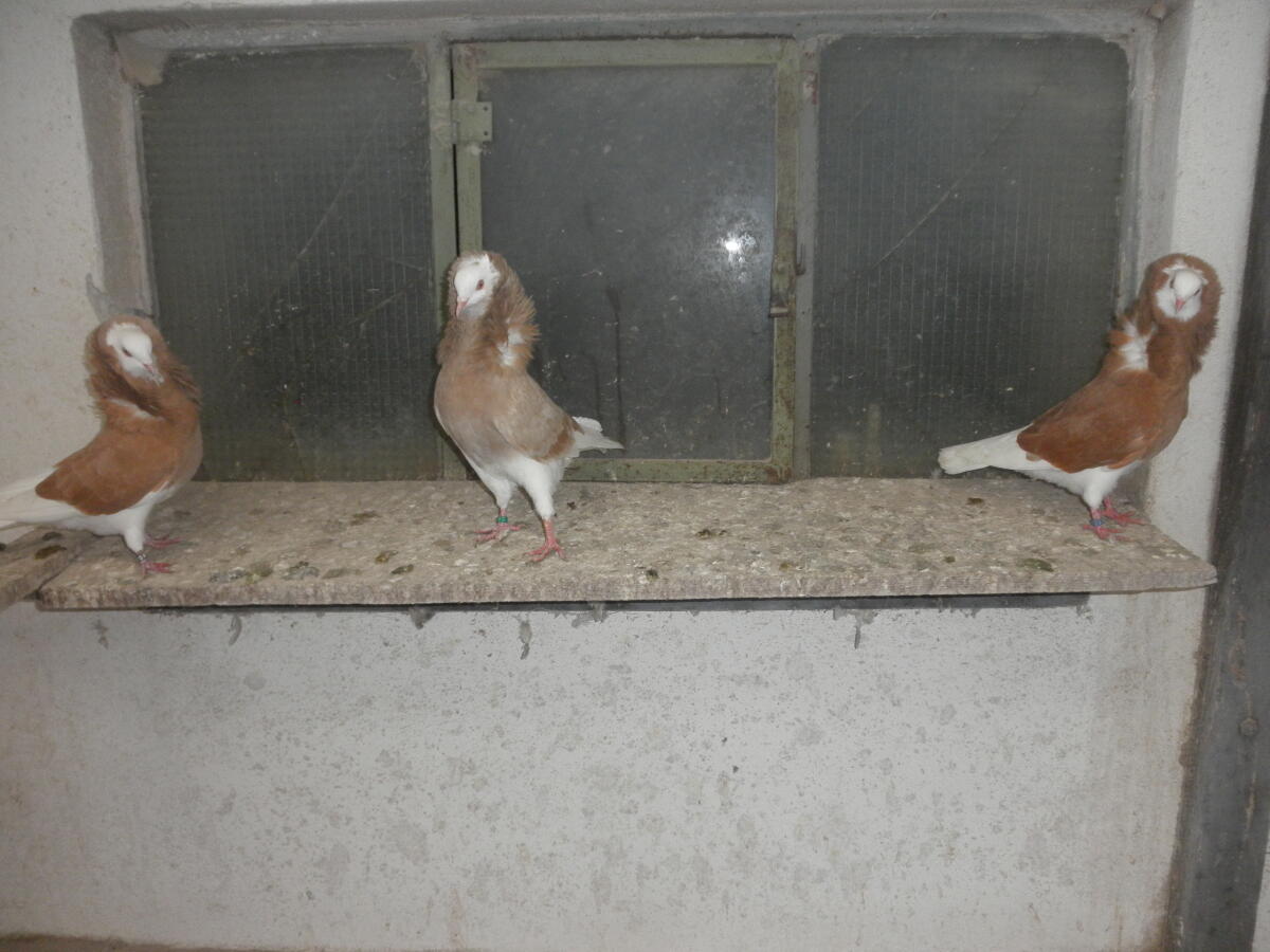 Altholländische Kapuzinertauben 2