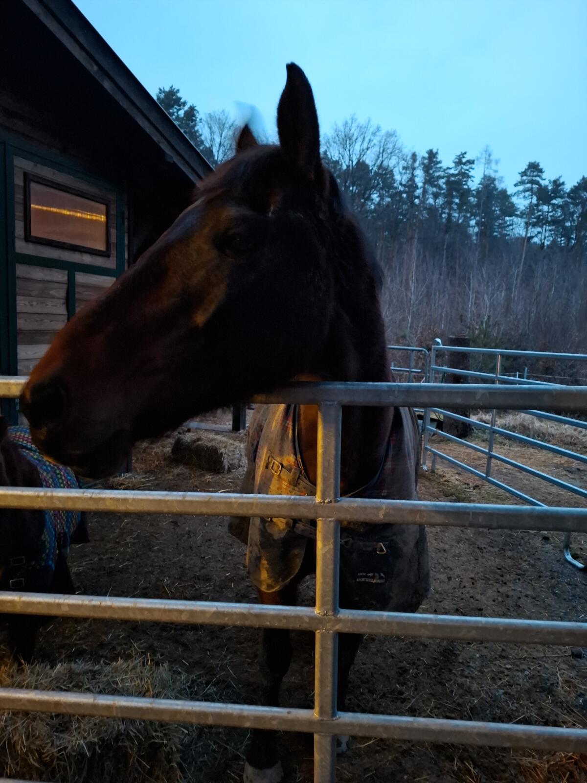 Braves Warmblut zu verkaufen 2