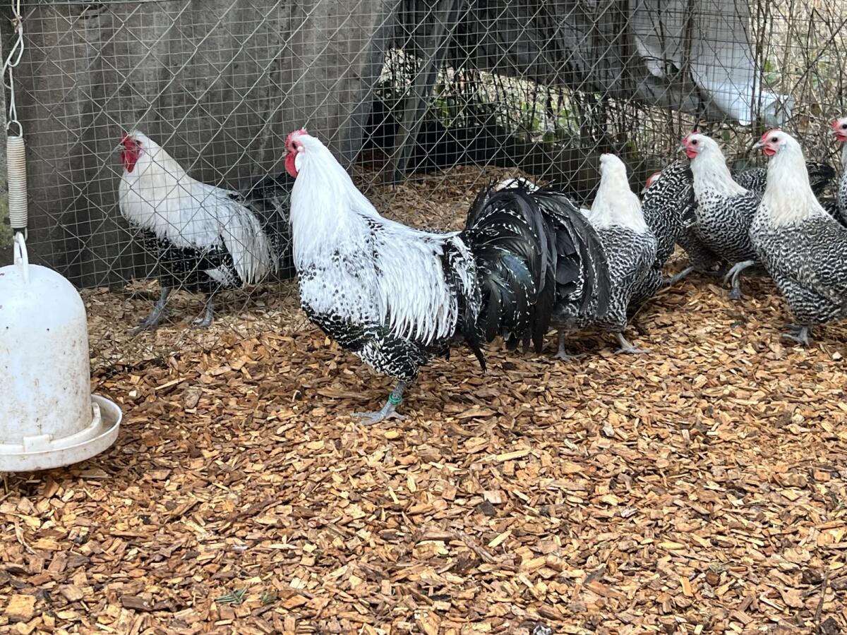 Bruteier Westfälische Totleger Silber 2