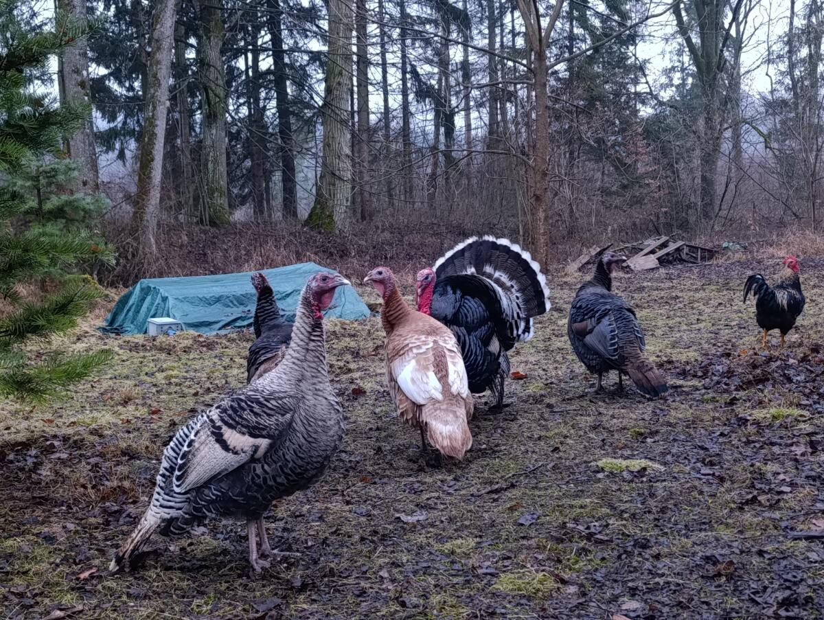 Putenhähne Putenhahn 2