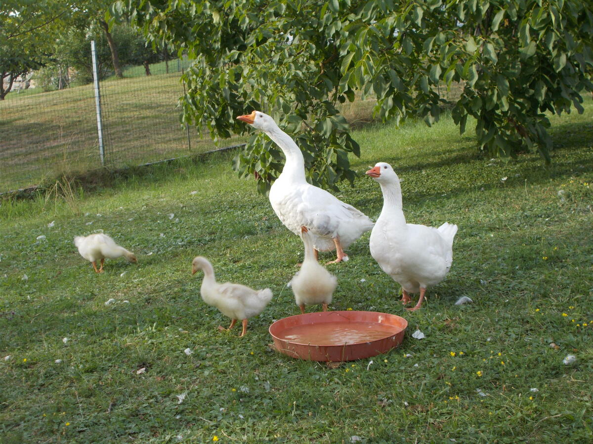 1 tüchtige Gans, 1 Gans 2