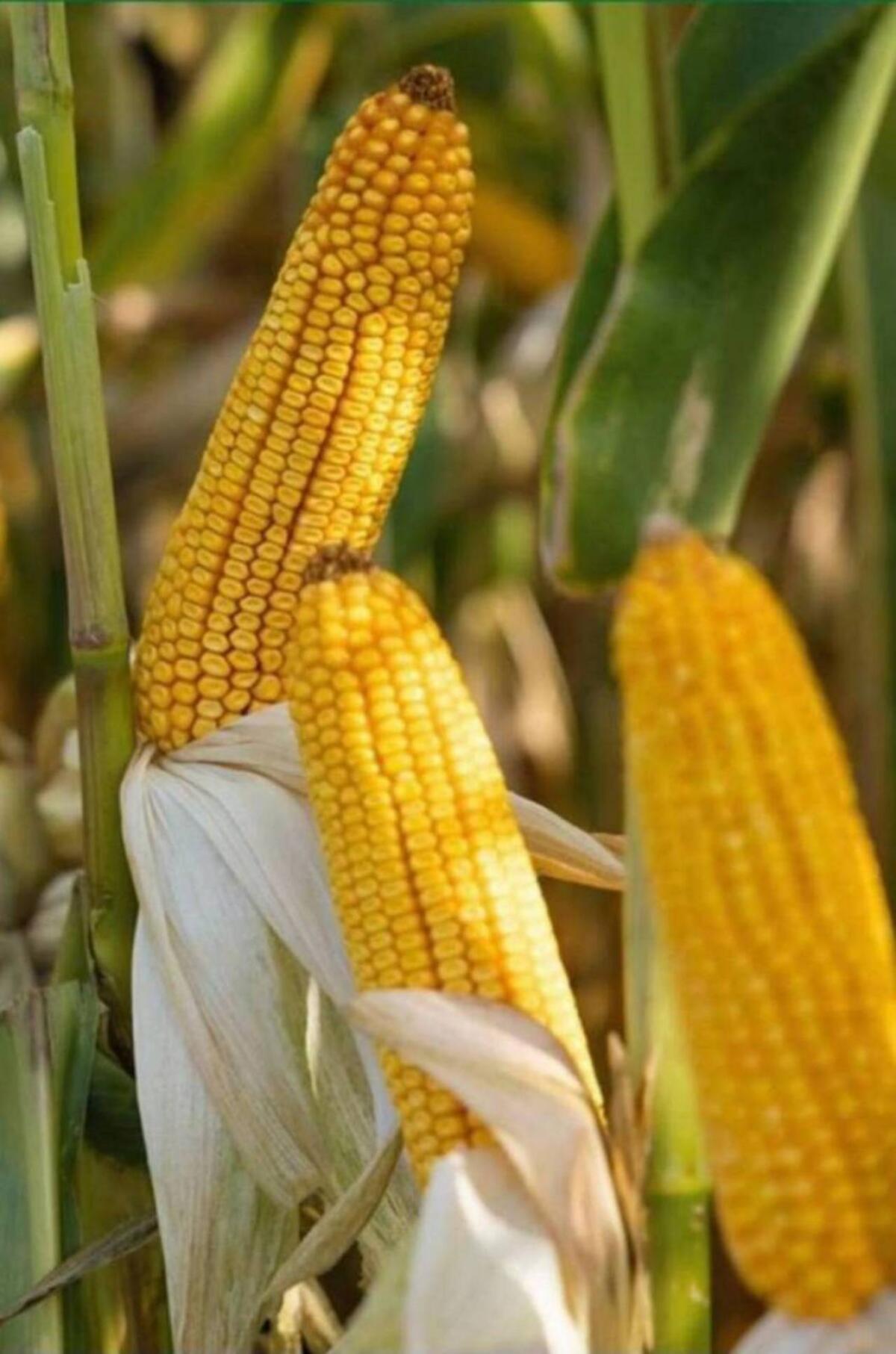 Körnermais 2