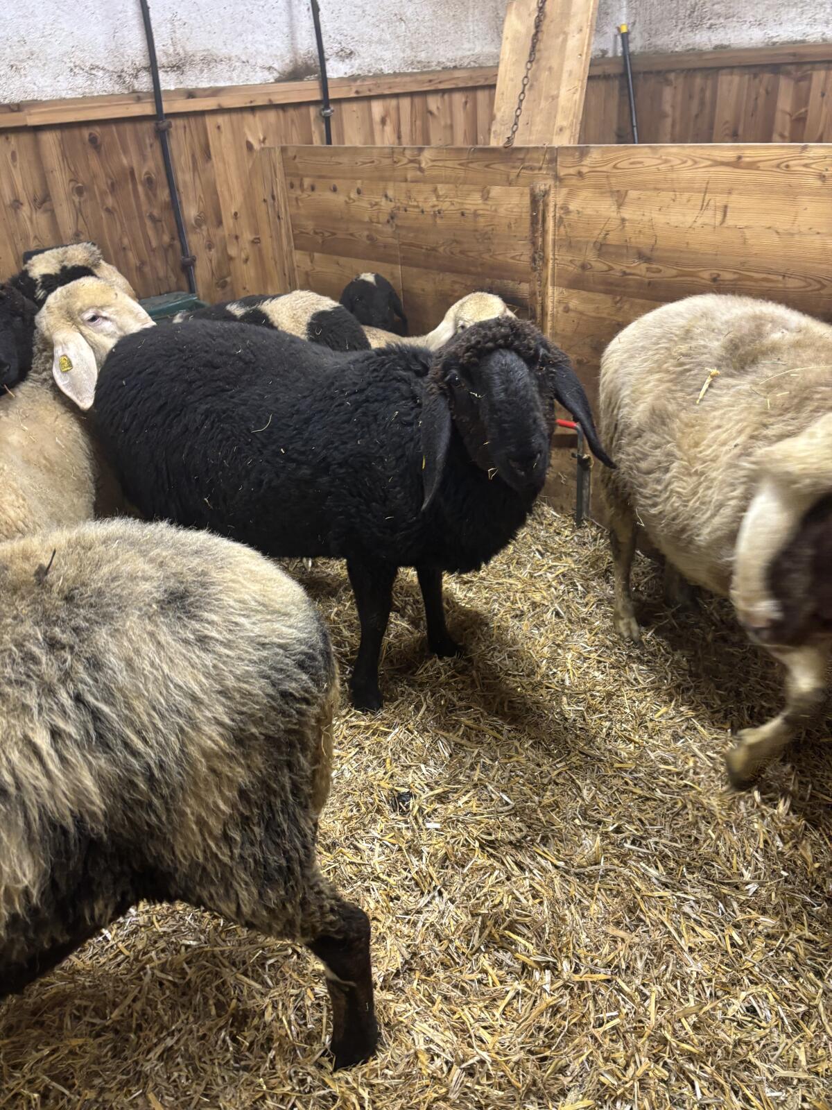 Schwarze Schnalser Kilber 3