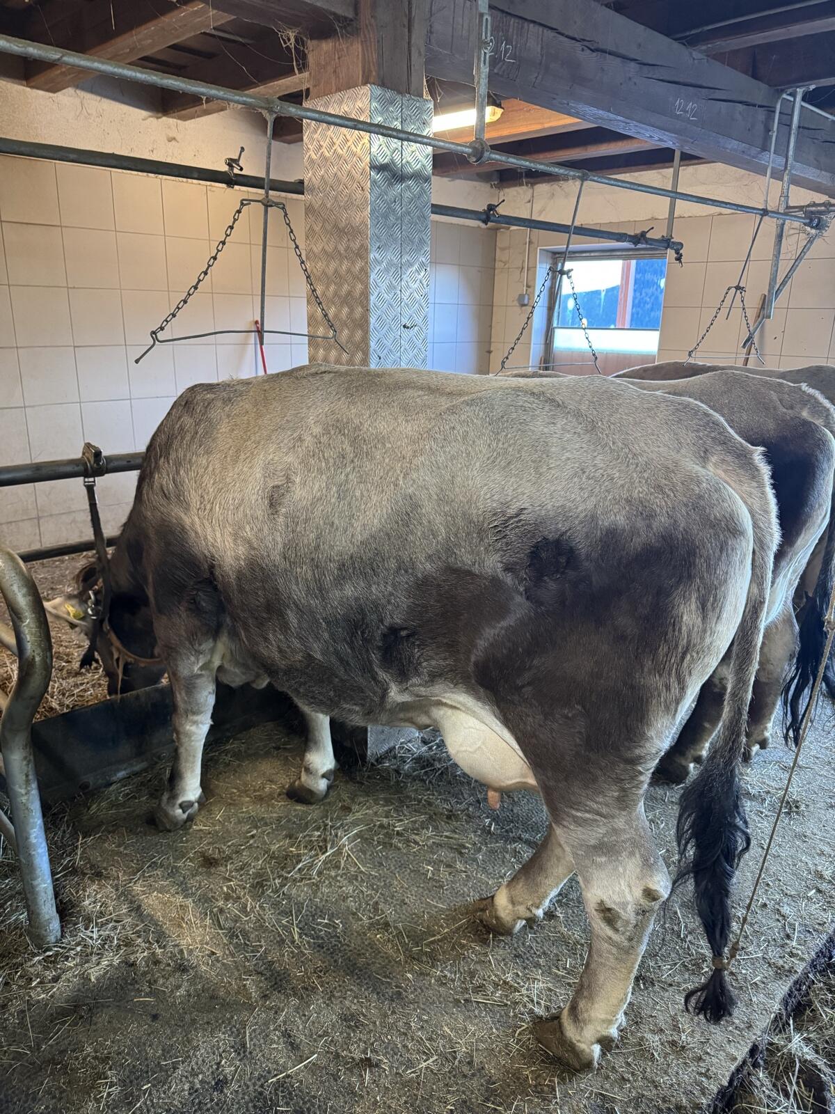 Grauvieh Erstlingskuh hornlos 2