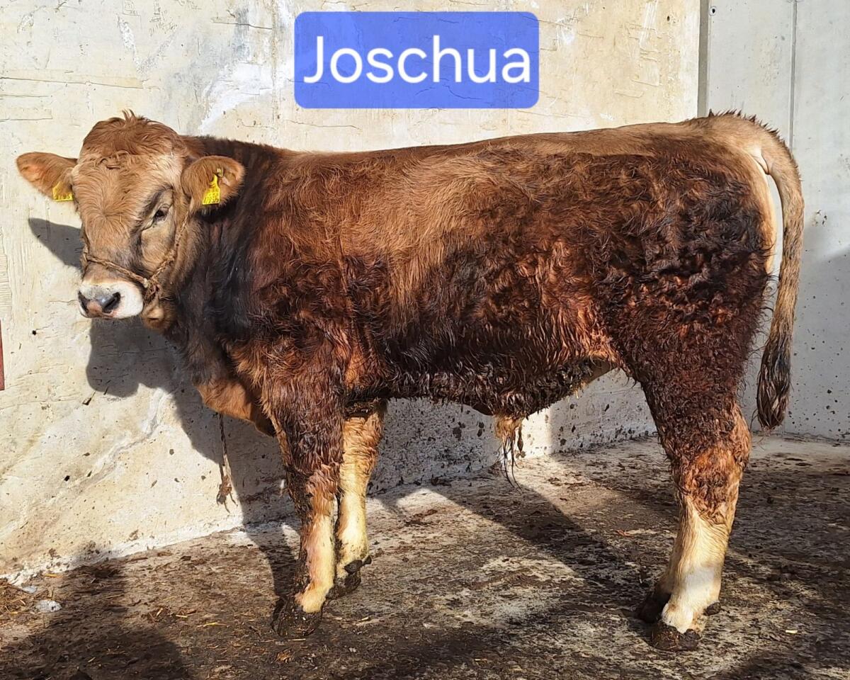 Murbodner Zuchtstier Joschua 3