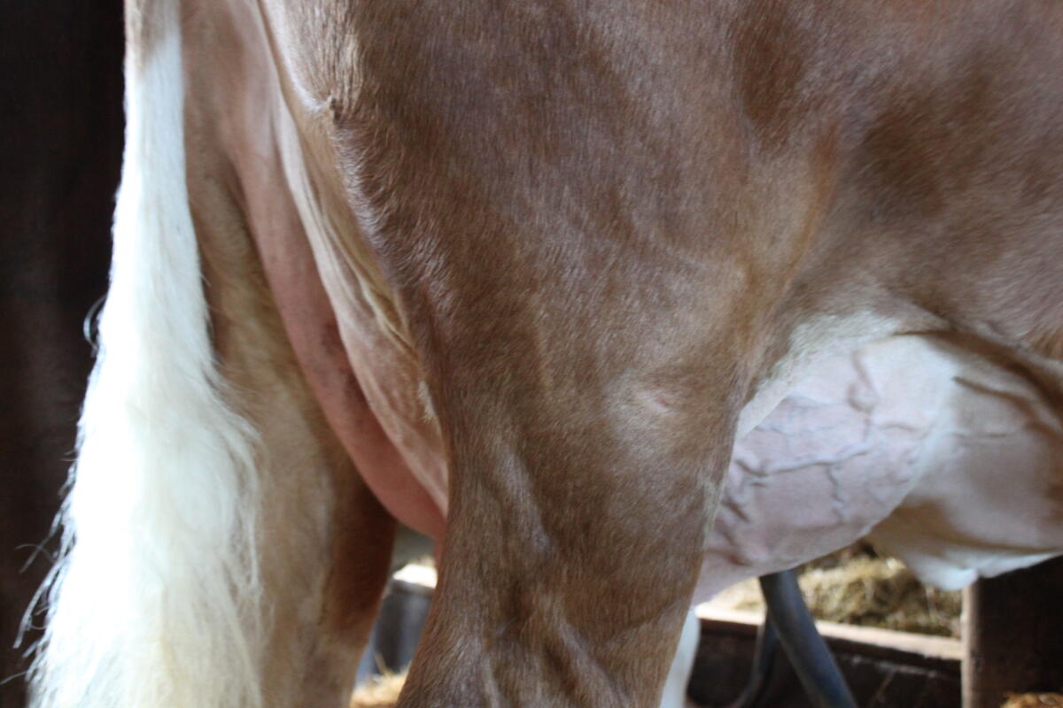 Top Elite Fleckviehkuh 2