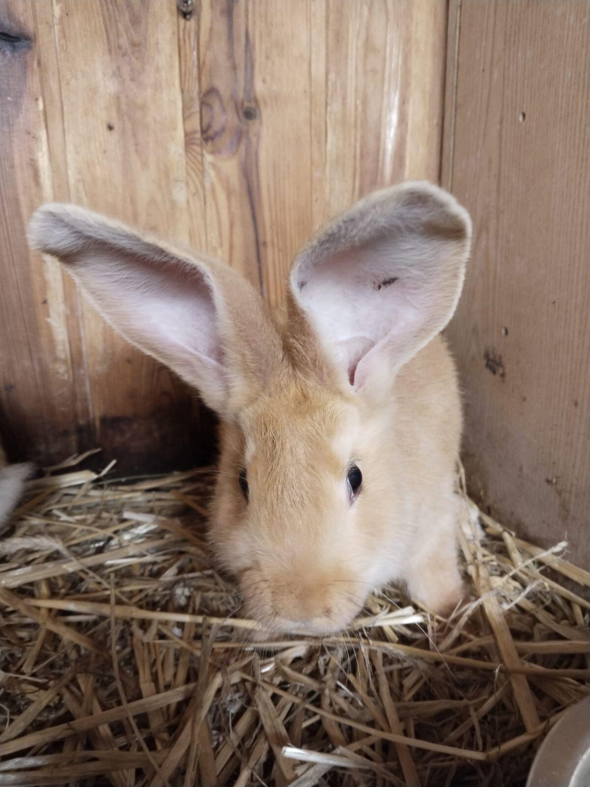 Junge gelbe Riesenrammler 2