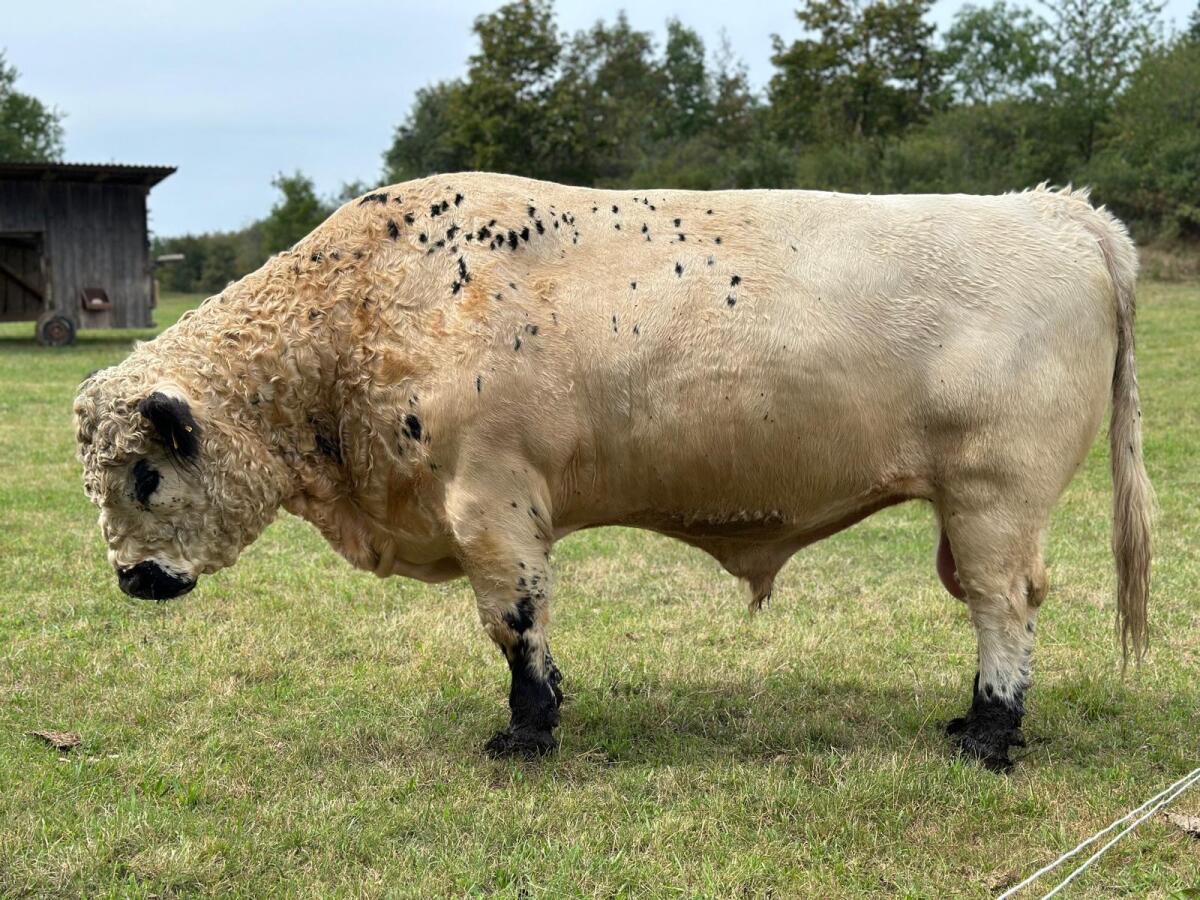 BIO Galloway-Stier 2