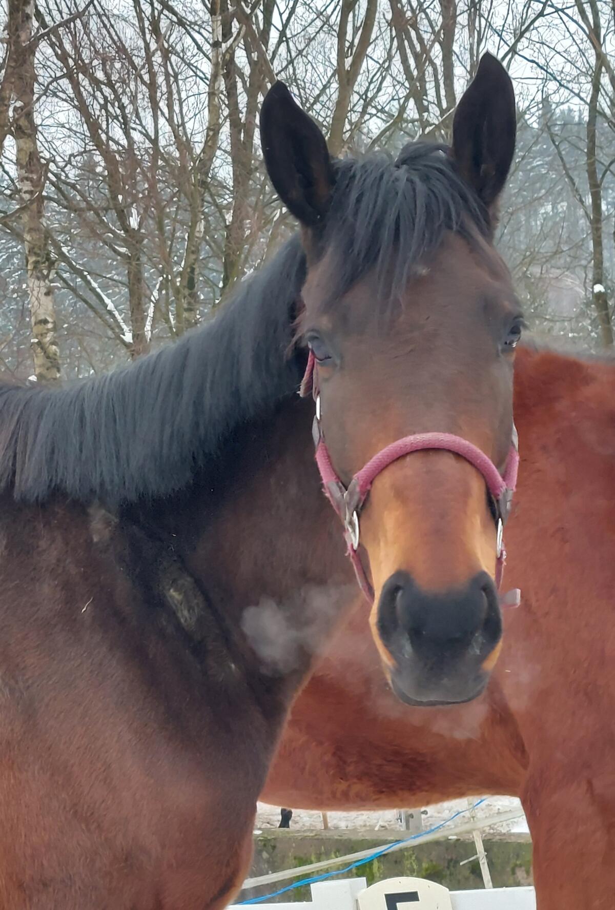 Französische Vollblutstute 2