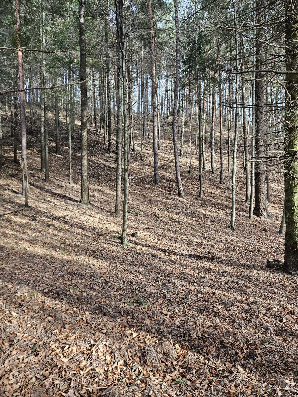 Wald zu verkaufen ca. 5.000 m² Natur, Ruhe, Wert 2