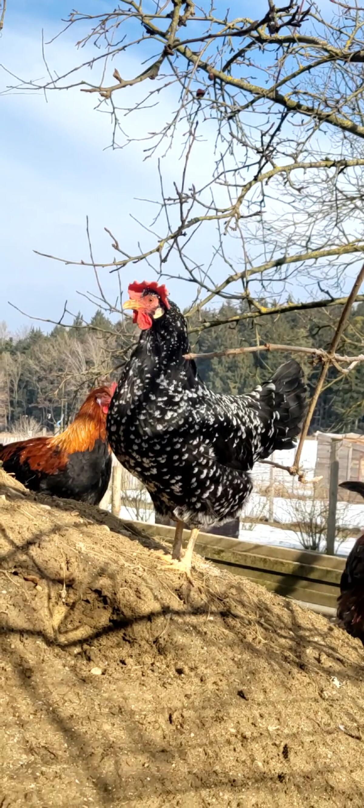 Buntleger Bruteier abzugeben! 3