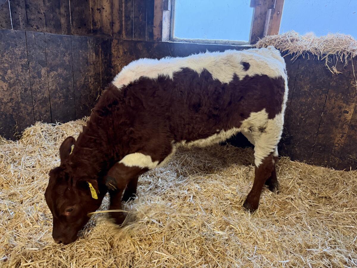 Weibliches Original Pinzgauerzuchtkalb 2