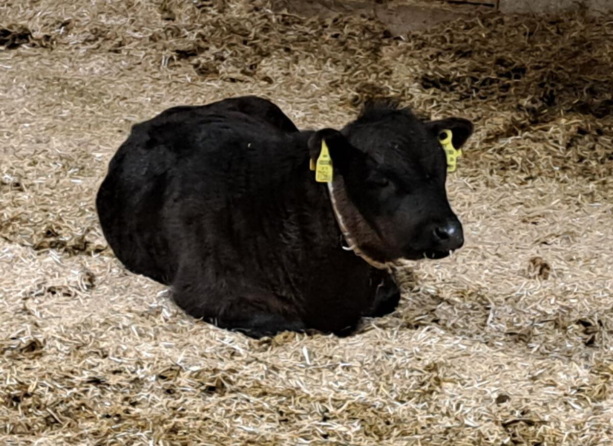 Bio Dexter Stierkalb 2