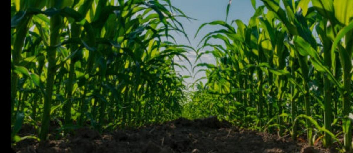 Suche Ackerpachtflächen! 2