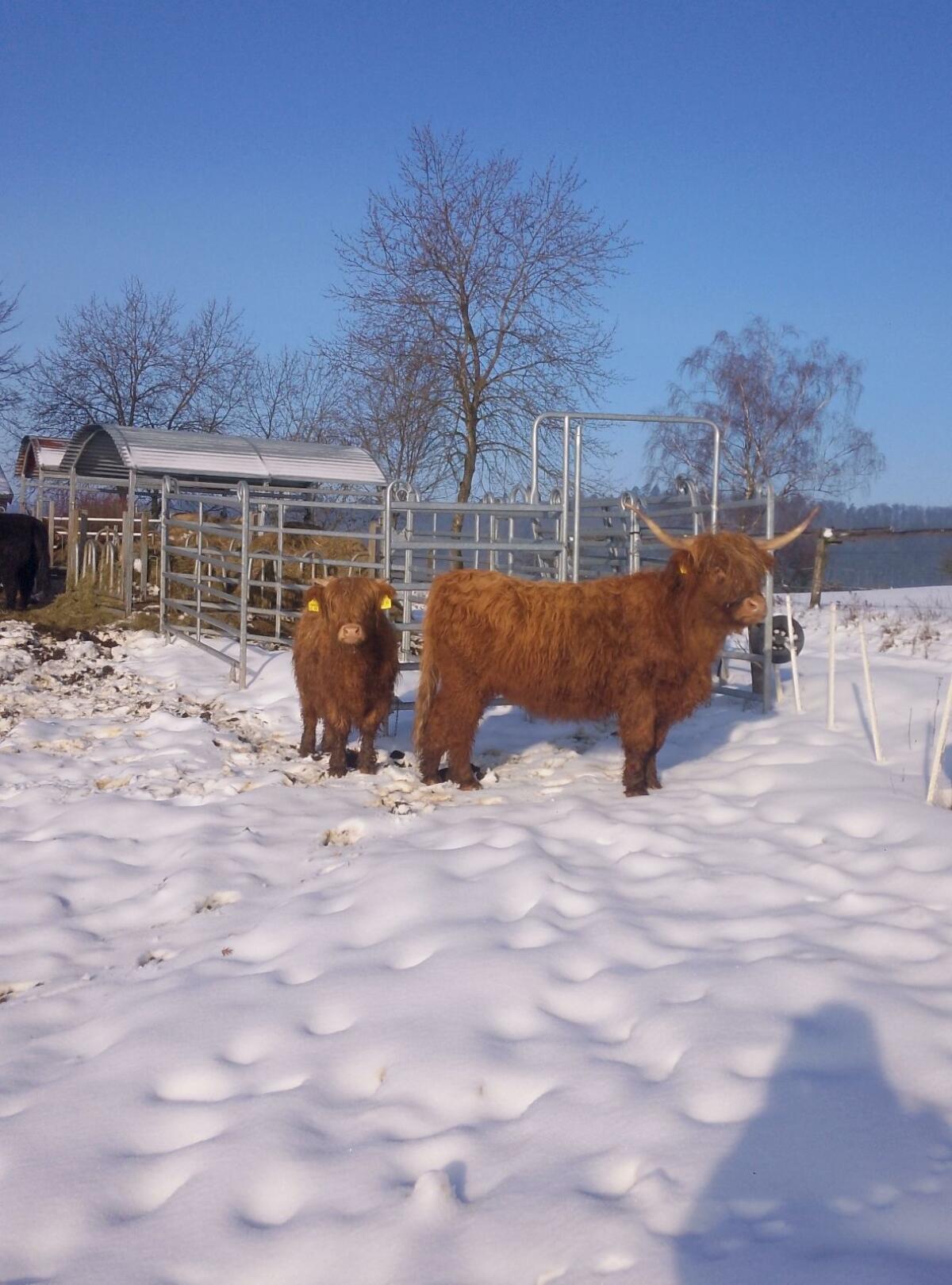 Highland Rinder Absetzer weiblich Bio 3