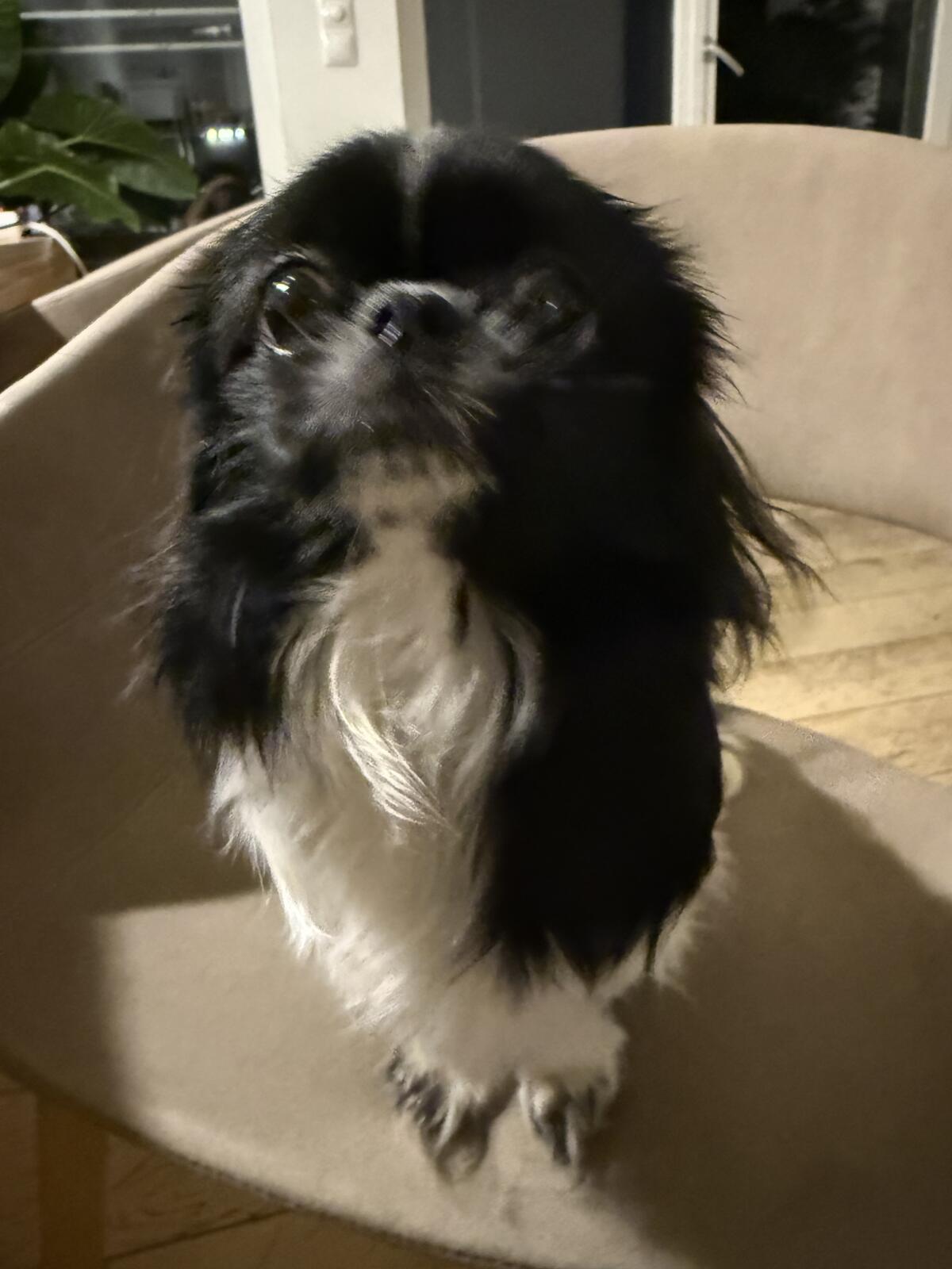 Kleine Hündin 8 Monate alt sucht ein Körbchen 2