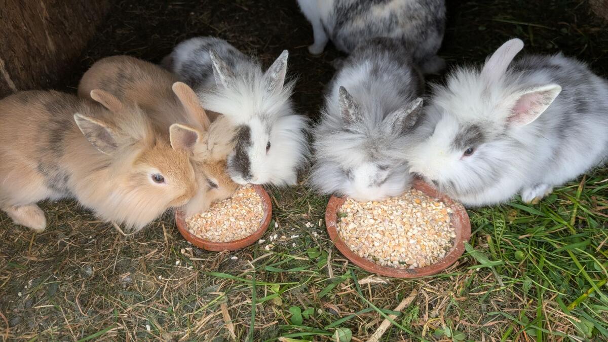 Zwergkaninchen laufend in allen Farben 3
