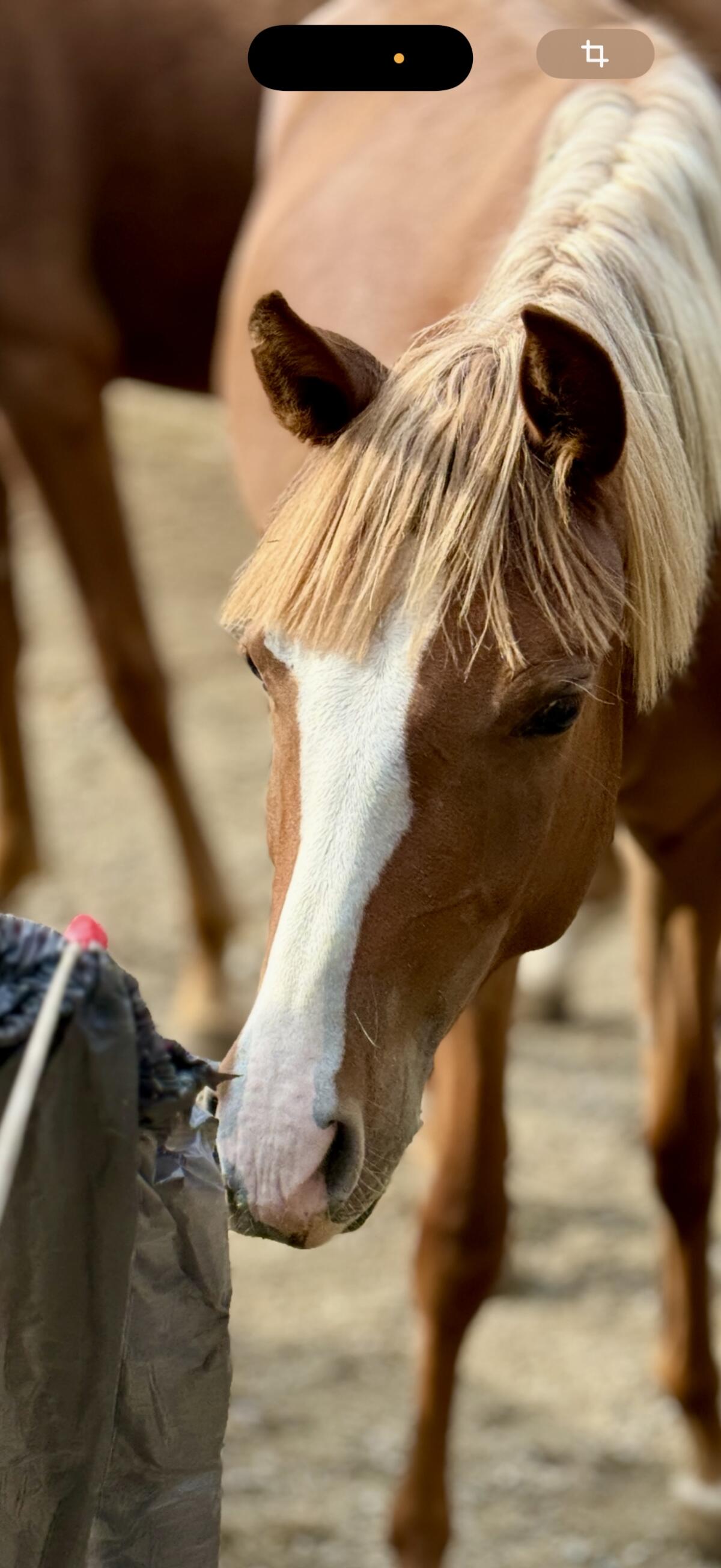 Chice Reitpony-Jungstute, 2-jährig 2