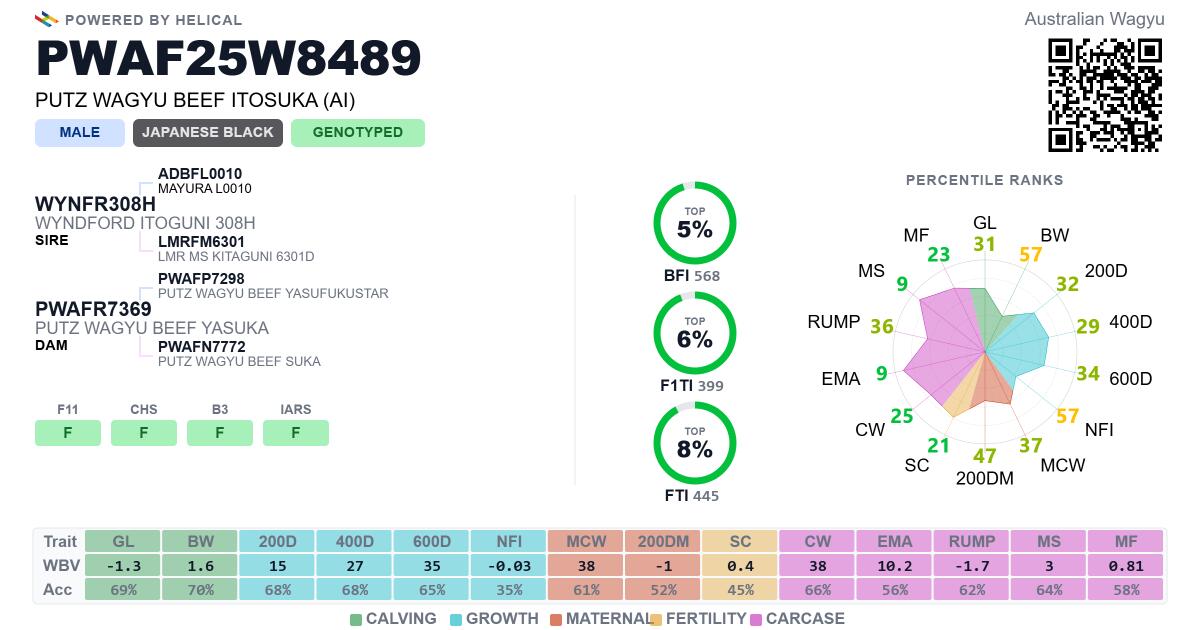 Wagyu Zuchtbulle Itosuka 2