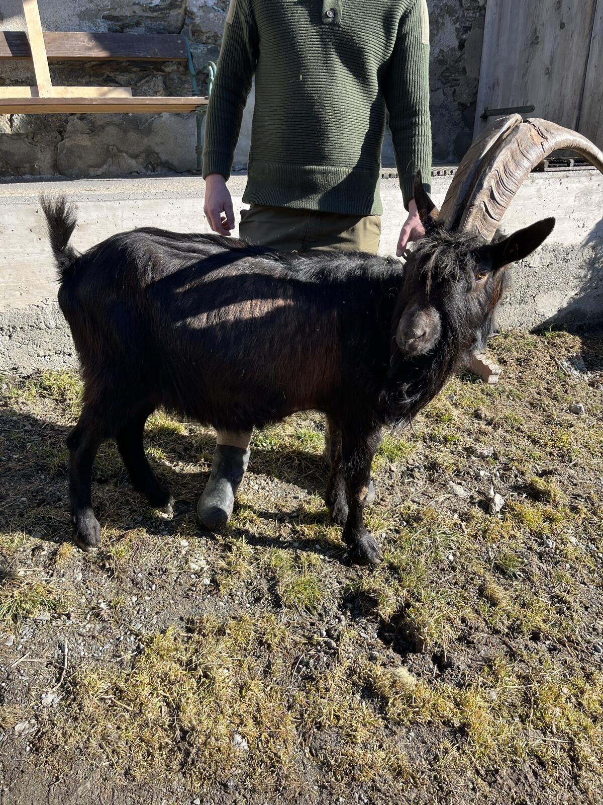 Pinzgauer Ziegenbock 3