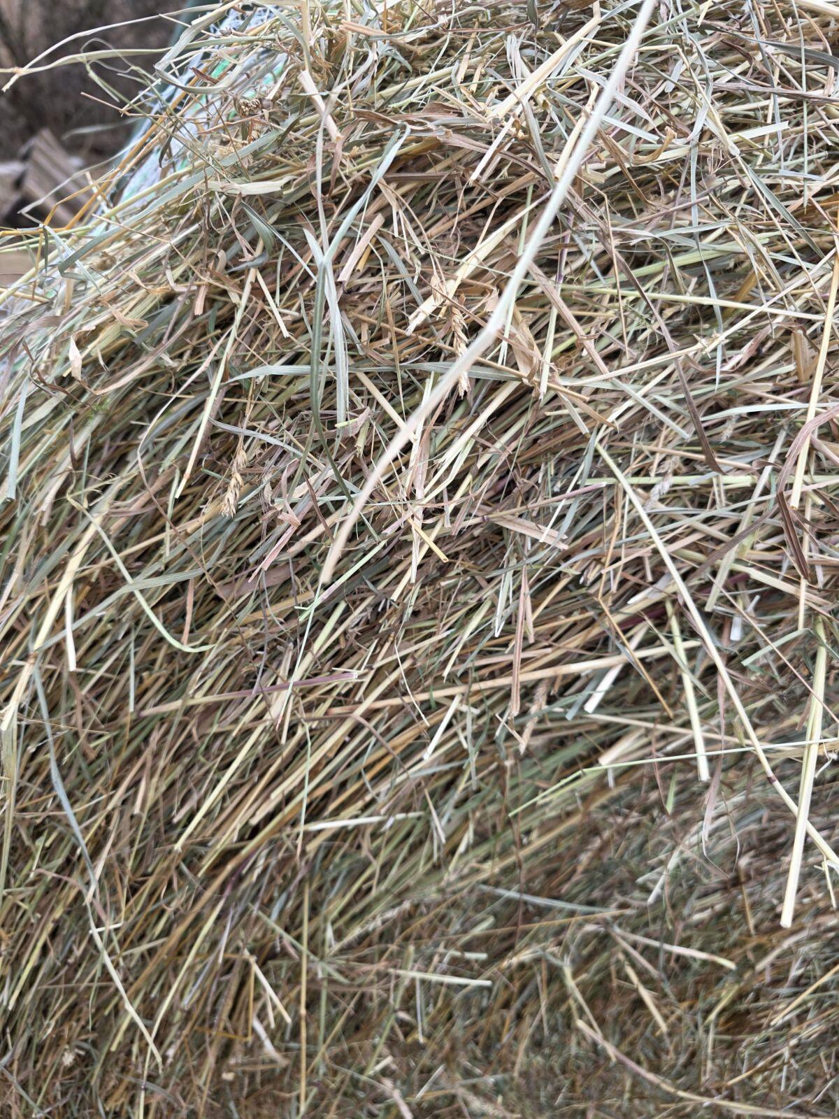 4 Rundballen Heu von 2025 2