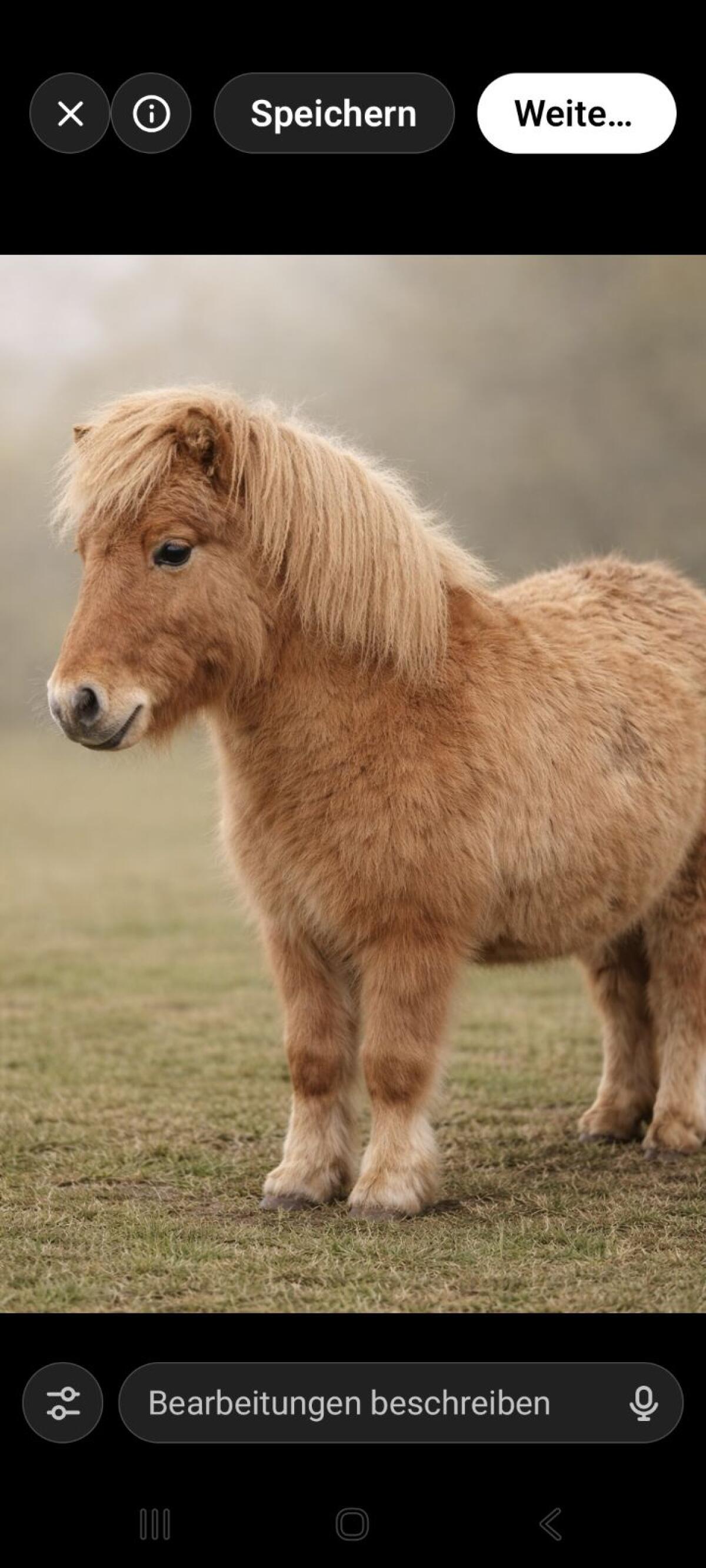 Mini Shetlandpony 3