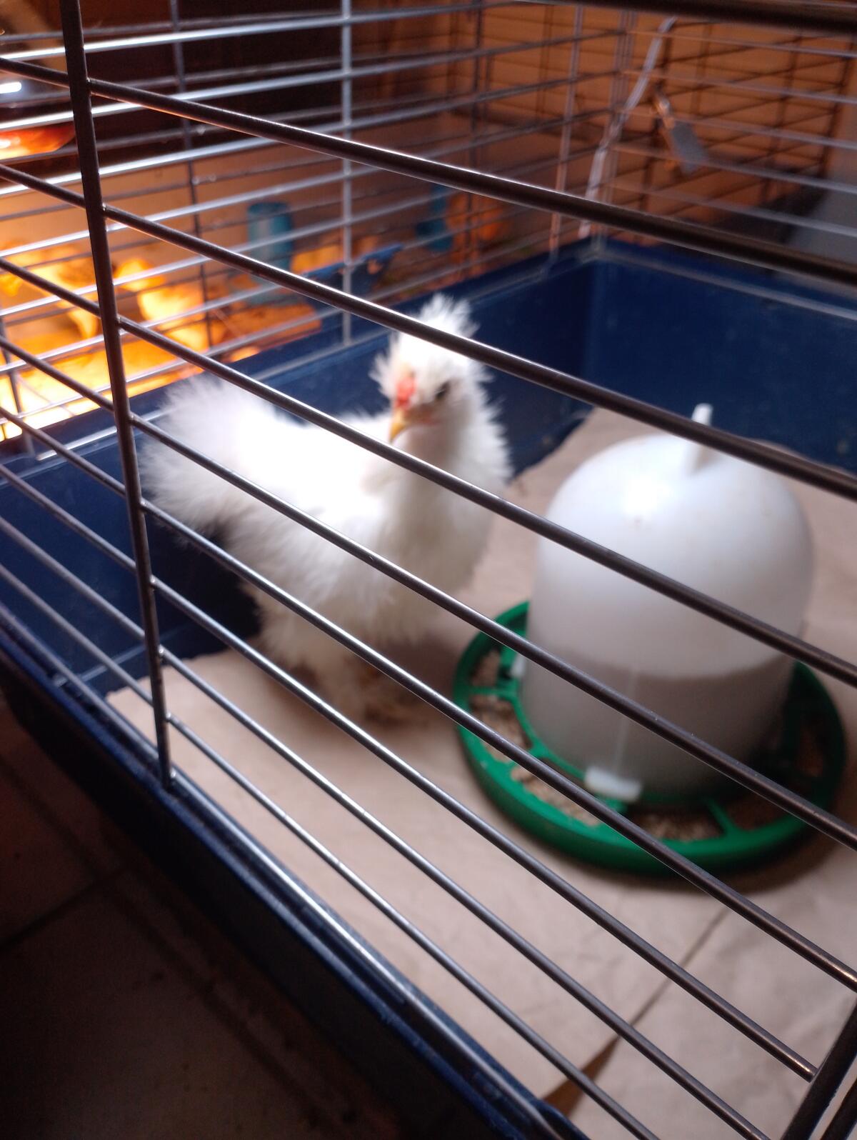 Zwergseiden-Junghahn (siamesischer) 3